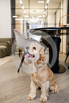 American cocker spaniel sitting on the floor at home