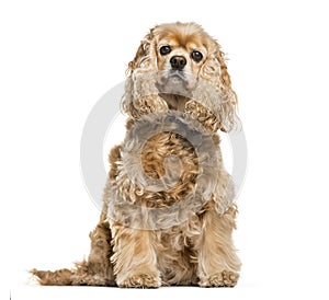 American Cocker Spaniel sitting in front of white background