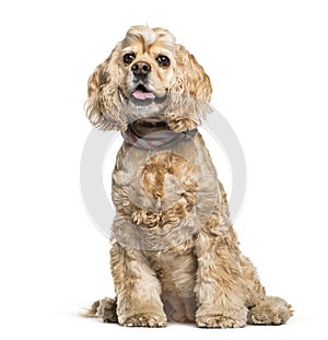 American Cocker Spaniel sitting in front of white background