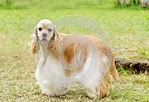 American Cocker Spaniel