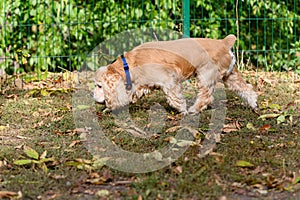 American Cocker Spaniel sniffs the grass while walking in park