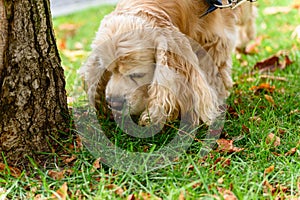 American Cocker Spaniel sniffs the grass while walking in park