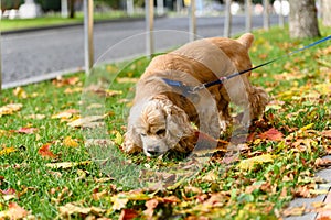 American Cocker Spaniel sniffs the grass while walking in park