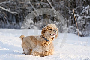 American cocker spaniel in snowy forest