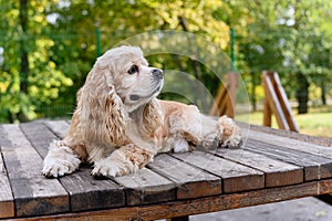 American Cocker Spaniel training in a specially equipped dog walking area