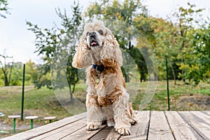 American Cocker Spaniel training in a specially equipped dog walking area