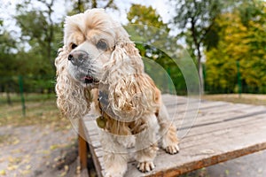 American Cocker Spaniel training in a specially equipped dog walking area