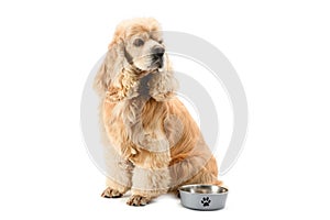 American Cocker Spaniel is waiting for food isolated on a white background