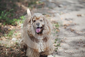 American Cocker Spaniel on a walk in the autumn park