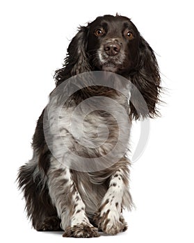 American Cocker Spaniel with windblown hair