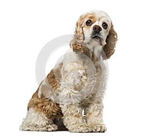 American cocker spaniel (6 years old)