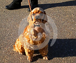 American cocker spaniel