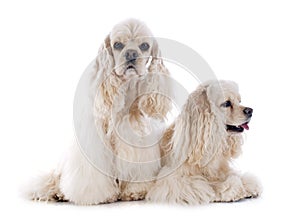 American cocker spaniels