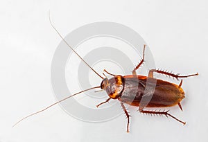 American cockroach