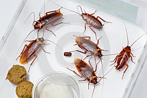 Americano cucaracha 