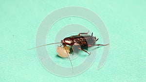 American cockroach eating leftovers on green background. Cockroaches are insects