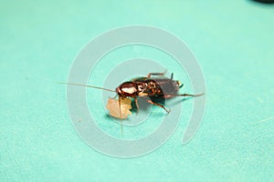 American cockroach eating leftovers on green background. Cockroaches are insects