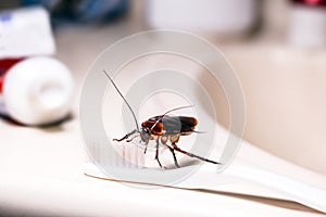 American cockroach feeding on toothbrush. Night insect indoors, concept of pest control and bacterial contamination