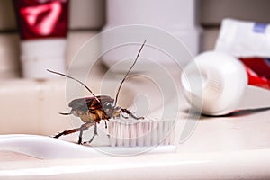 American cockroach feeding on toothbrush. Night insect indoors, concept of pest control and bacterial contamination