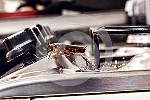 American cockroach. Insect on dirty stove, concept of lack of hygiene and need for pest control