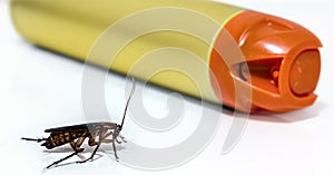 American cockroach, a kind of cockroach with wings. Next to a spray insecticide. Pest and insect control