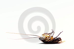 American Cockroach lying dead on its back.