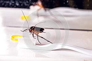 American cockroach on a toothbrush in the bathroom sink. Insect pest concept indoors