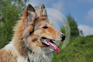 American Collie
