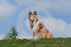 American Collie