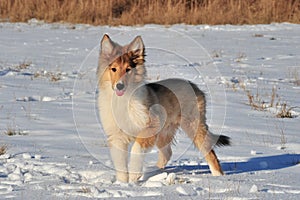 American Collie in the snow