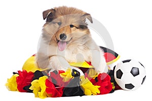 American collie with soccer eqipment photo