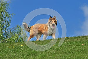 American Collie