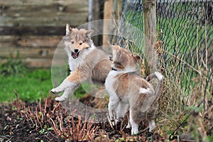 American Collies photo