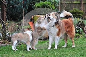 American Collies photo