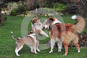 American Collies photo