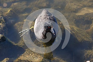 American common coot