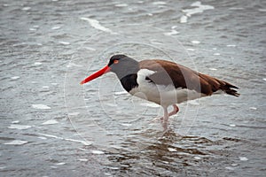 American common oystercatcher or American pious oystercatcher Haematopus palliatus, feeding on the beach the islets of Punihuil