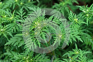 American common ragweed