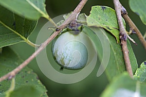 American Common Wild Persimmons - Diospyros virginiana Linnaeus