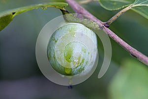 American Common Wild Persimmons - Diospyros virginiana Linnaeus photo