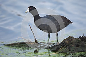 American Coot