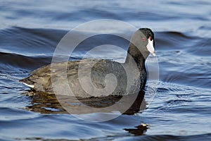 American Coot