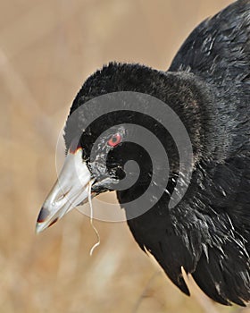 American Coot