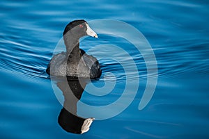 American coot