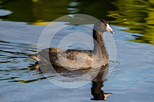 American coot