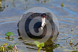 An american coot, also known as a mud duck.