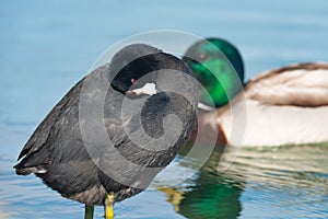 The American coot, also known as a mud hen or pouldeau photo