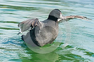 The American coot, also known as a mud hen or pouldeau photo