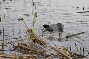 The American coot  also known as a mud hen or pouldeau photo