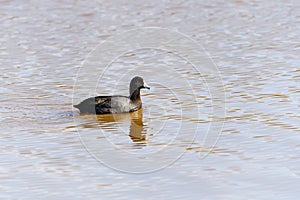 American coot  also known as a mud hen or pouldeau. Oso Flaco Lake  CA photo